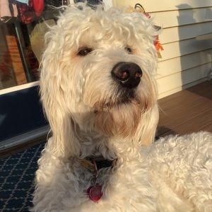 Meet your Posher, Hollie